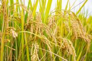 2024年广西河池南丹县种植奖补政策：规模种植水稻奖补多少？
