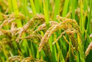 2024年湖南涟源石马山街道粮食补贴政策：每亩补贴多少钱？