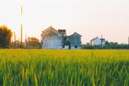 2024年重庆石柱县种植养殖补助政策：粮油、蔬菜怎么补助？