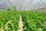 2024年安徽宣城宣州区种植养殖补助政策：蔬菜大棚补助多少？