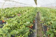 2024年安徽六安裕安区种植养殖奖补政策：新建大棚奖补多少？