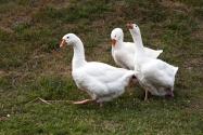 2024年吉林舒兰市白鹅养殖奖补政策：白鹅良种繁育奖补多少？