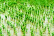 2024年广西柳州鱼峰区水稻、玉米、土豆、大豆奖补政策出台！