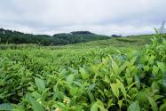 2024年安徽黄山歙县种植奖补政策：种植茶叶每亩奖补多少？