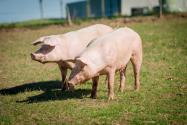 2024年安徽黄山歙县养殖奖补政策：养殖肉猪、肉羊奖补多少？