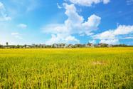 2024年江西萍乡市粮食补贴政策：双季稻补贴标准多少？