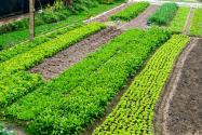 2024年安徽六安金安区种植养殖奖补政策：发展蔬菜产业奖补多少？