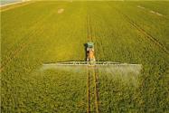 2024年巴彦淖尔临河区小麦种植面积补贴标准：每亩补贴多少？