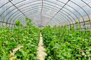 2024年安徽池州贵池区种植养殖奖补政策：种植蔬菜奖补多少？