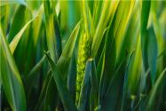 2024年邯郸市永年区小麦“一喷三防”补助对象有哪些？亩均补助标准多少？