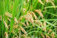 2024年广东潮州饶平县粮油奖补政策：种植水稻每亩补贴多少？