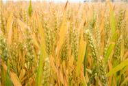 2024内蒙古陕坝镇小麦种植补贴政策：每亩补贴多少钱？