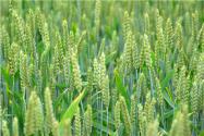 2024青岛莱西小麦种植补贴标准：每亩补贴多少钱？