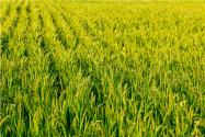 2024年粮补发放政策：农村粮补每亩多少钱？
