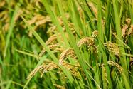 2024年福建漳州南靖县粮食补助政策：种植双季稻补助多少？