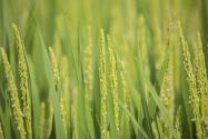 2024年福建漳州龙海区粮食补助政策：轮作种植单季稻补助多少？