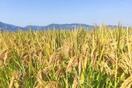 2024年福建南平建阳区粮食补助政策：撂荒地复垦种粮补助多少？