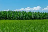 2024四川汶川县种植玉米、大豆补贴标准：每亩补贴多少钱？