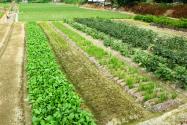 2024年广西梧州龙圩区种植奖补政策：每亩奖补多少钱？