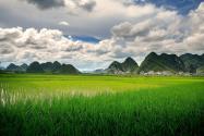 2024年广西桂林资源县稻谷生产补贴政策：每亩补贴多少？