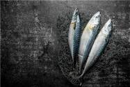 2024春鲅鱼什么时候上市？几月份吃鲅鱼最好？