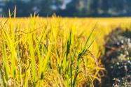 2024年安徽合肥长丰县粮食补助政策：种粮大户每亩补助多少？