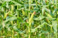 2024年吉林省玉米大豆生产者补贴政策：每亩补贴多少钱？
