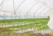 2024年安徽宿州泗县种植养殖奖补政策：奖补标准多少？