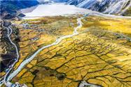 2024年西藏惠农补贴政策有哪些？养牛养羊补贴标准公布！