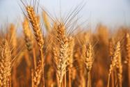 2024年甘肃酒泉玉门市种植补助政策：小麦种植补贴多少？