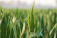 小麦青贮是什么？小麦一亩青储多少钱？