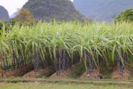 2024年广西钦州钦北区甘蔗种植补贴政策：补贴多少钱一亩？