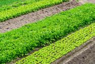 2024年安徽滁州明光市种植养殖奖补政策：奖补标准多少？