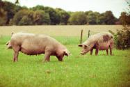 2024年重庆丰都县养猪补贴政策：新引进种猪每头补贴多少？