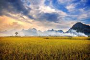 2024年广西桂林市种植扶持政策：种植水稻每亩扶持多少？