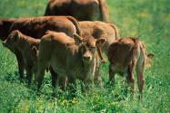 2024年贵州黔西南望谟县肉牛奖补政策：每头肉牛奖补多少？