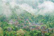 2024广西冲脉镇新造林补贴政策：新种油茶、竹笋每亩补贴多少钱？