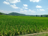 湖南衡陽農業(yè)用地、水田出租！上萬畝水田等您來租！