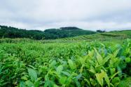 陕西安康紫阳县2024年富硒茶种植补助标准是多少？哪些人可获得补助？
