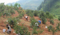 2025返乡创业之：油茶种植，乡村振兴背景下的长效创业赛道