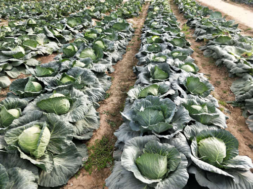 哪种类型的土壤适合甘蓝种植？