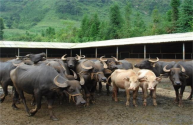 2025肉牛奶牛还能养吗？农村养牛怎么赚钱？