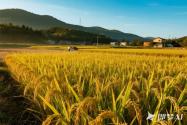 2025 年粮食安全相关政策大盘点：守护 “大国粮仓”​