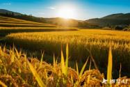 2025 年稻谷主产省补贴政策全知晓：范围、标准与申领指南