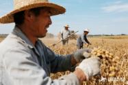 大豆补贴政策解惑：政策要点与种植户申请常见问题解答