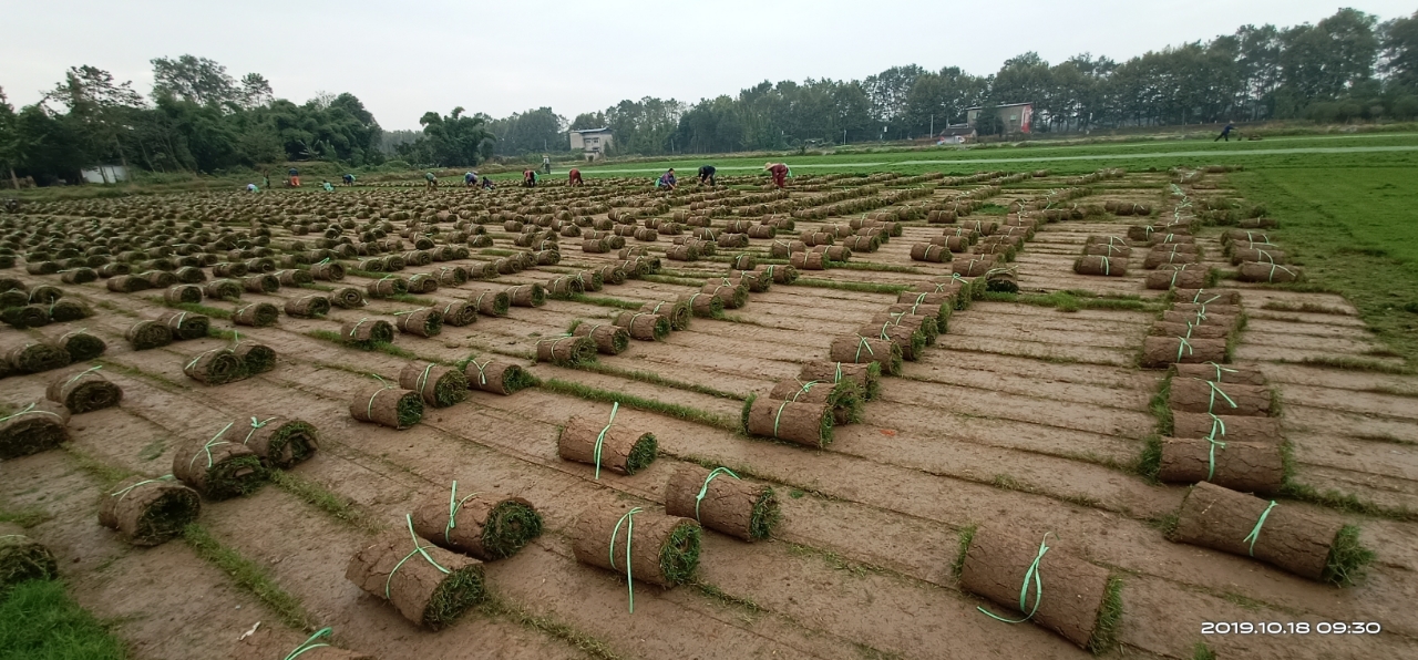 我是成都旺博农业有限公司，请问绿化草坪种植流转了什么样的土地属于破坏耕地  属于违法，必须清退？