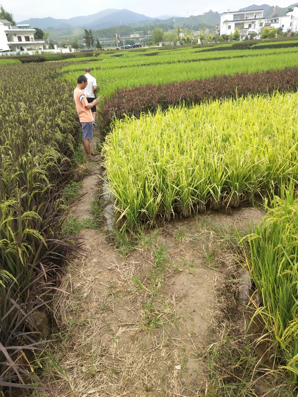 个人承包了一百亩地，种植水稻。有没有补贴？