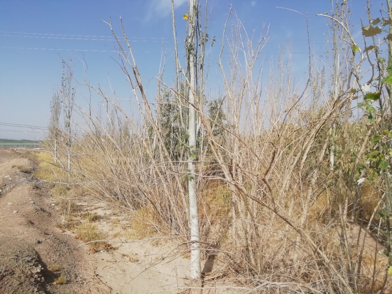 有没有要承包地，有没有要合作地，有没有要租地的