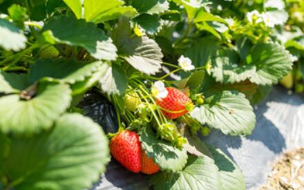 草莓种植季节和方法