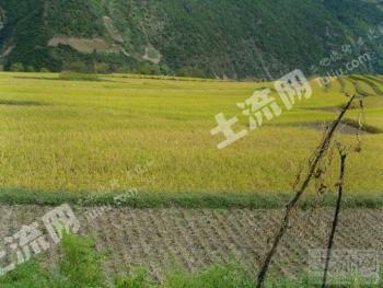 吉安万安县 45亩 果园 经营权出租